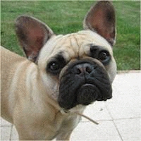 bouledogue