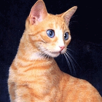 ojos