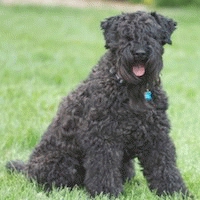 kerry