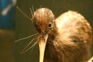 kiwi