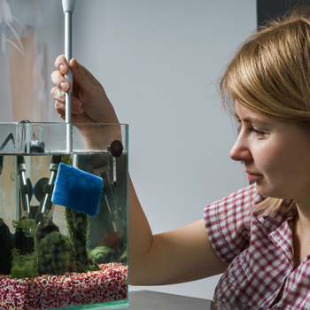 Aquariums et elevage des poissons