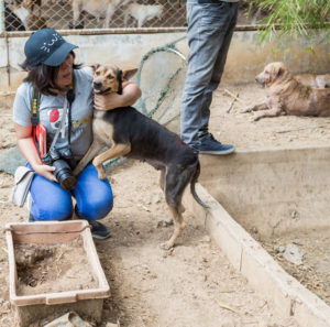 associations de protection animale