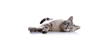 bg blog-animaux