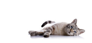 bg blog-animaux