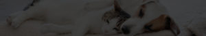 cat blog-animaux