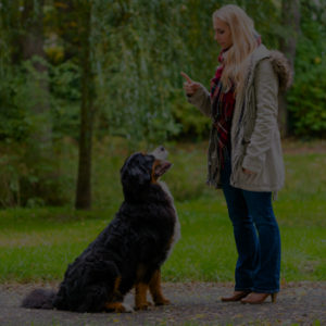 eduquer son chien et le dresser