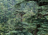 forêt