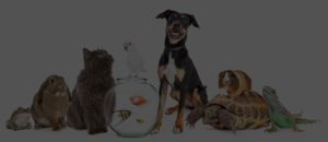 les animaux domestiques