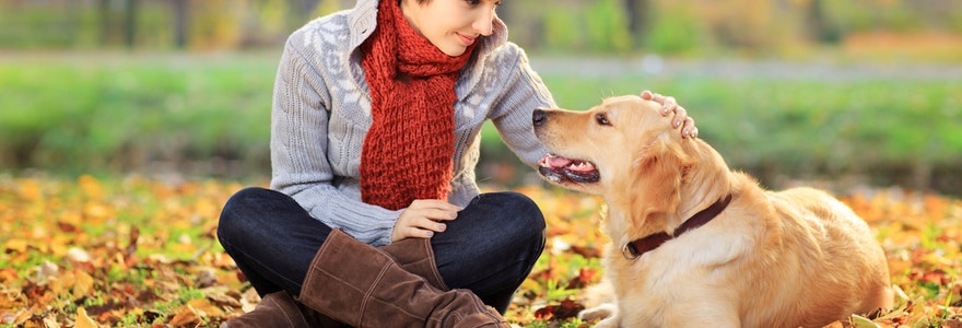 bases de l'education canine