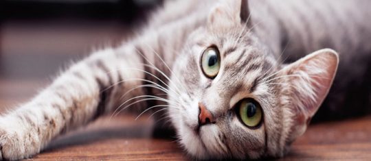 l adoption d’un chaton