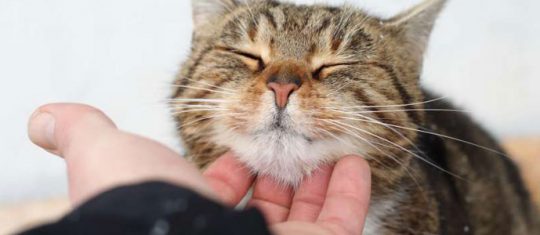 Comment rendre son chat heureux