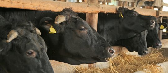 alimentation de vos troupeaux