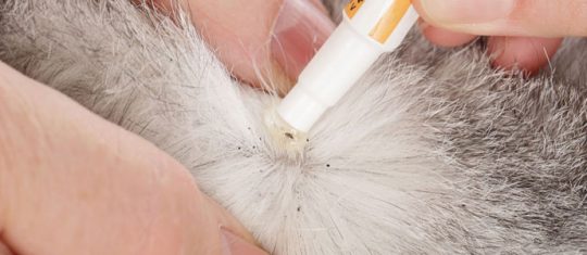 anti puce pour chat