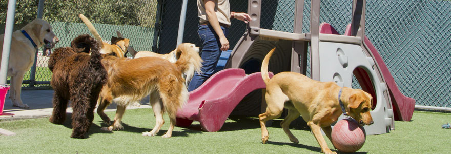 pension canine