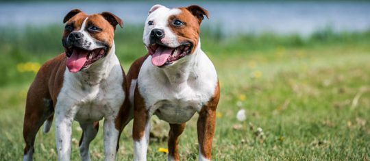 staffie et amstaff
