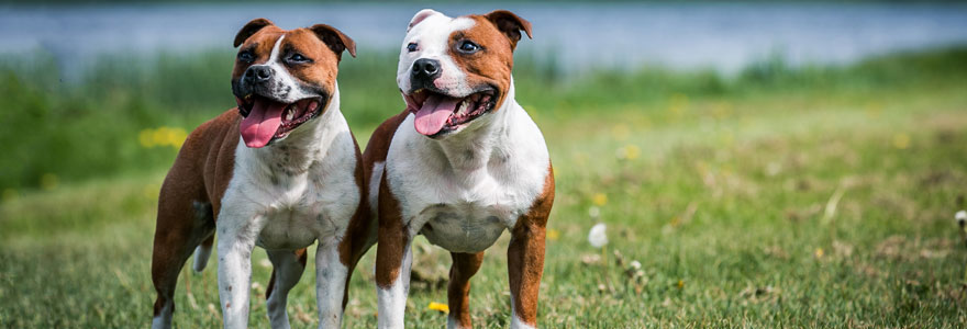 staffie et amstaff