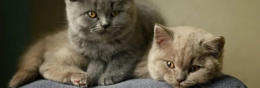 Le chat british shorthair