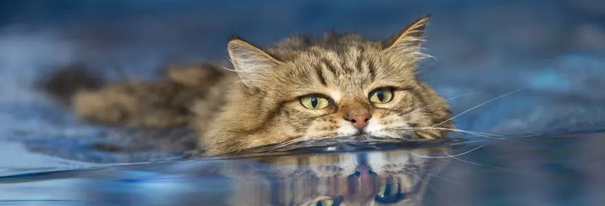 Quelles races de felins aiment le plus l eau