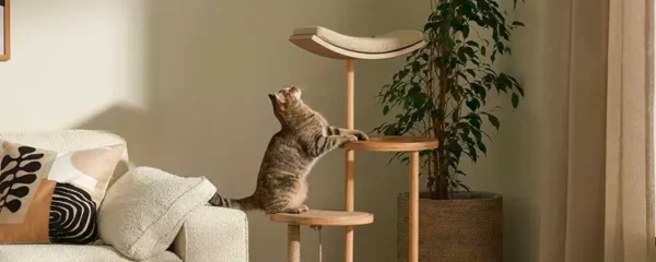 comment entretenir un arbre a chat