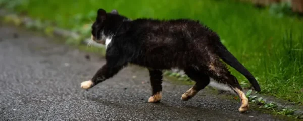 elevez un chat de refuge pour animaux