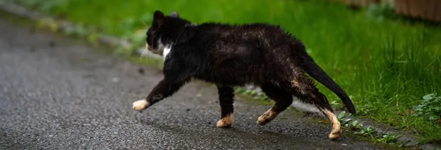 elevez un chat de refuge pour animaux