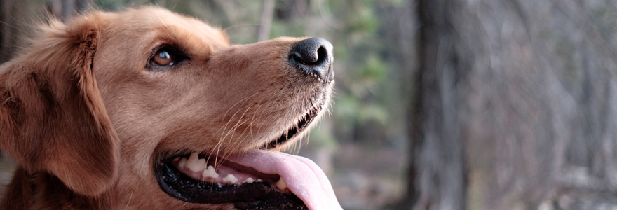 dentisterie-chien